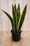 Warentuin Natuurlijk Vrouwentong Sansevieria geelbont 30 cm kamerplant Dracaena