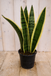 Warentuin Natuurlijk Vrouwentong Sansevieria geelbont 30 cm kamerplant Dracaena