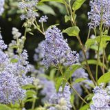 Arborix Ceanothus 'Gloire de Versailles' - Amerikaanse sering 40-50 cm in pot