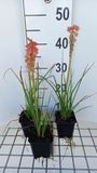 GRDplanten Groendecor Tuinarchitectuur 6x Vuurpijl - Kniphofia hybr. 'Redhot Popsicle' | 9x9 cm pot