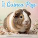 Plenty Gifts Cavia Studio Calendrier mural 2027