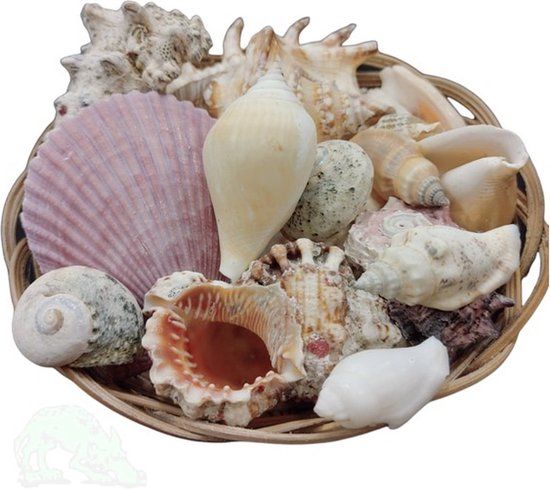 De Snuffelaar® Schelpen mix 900gram - decoratie - zee decoratie - mandje schelpen - mix - 120 stuks