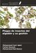Plagas Ediciones Nuestro Conocimiento Plagas de insectos del algodón y su gestión