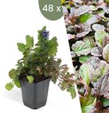 Plants by Frank Ajuga reptans Kruipend Zenegroen Bodembedekkers Winterharde Tuinplanten