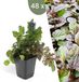 Plants by Frank Ajuga reptans Kruipend Zenegroen Bodembedekkers Winterharde Tuinplanten