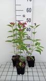 GRDplanten Groendecor Tuinarchitectuur 6x Struiksalie - Salvia microphylla (grahamii) | 9x9 cm pot
