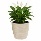 Merkloos Bloempot Valetta - beige - 47 x 35 cm - rond - kunststof - plantenpot - incl binnenpot