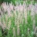 Arborix Pennisetum Orientale 6 x Lampepoetser Pot 9x9 cm - Sierlijk Gras met Pluimen