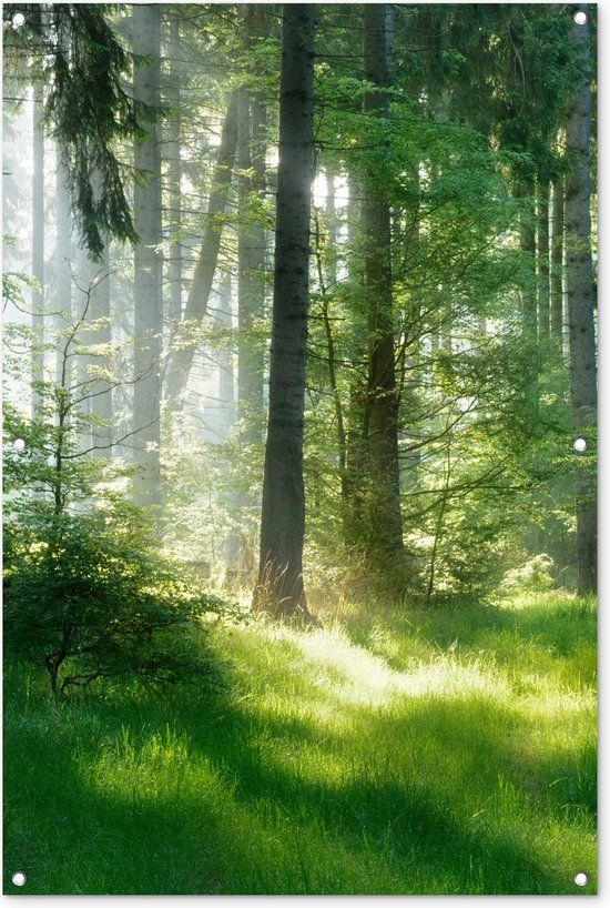 GreatGardenPosters Tuinposter - Natuur - Bomen - Bos - Groen - 80x120 cm - PVC