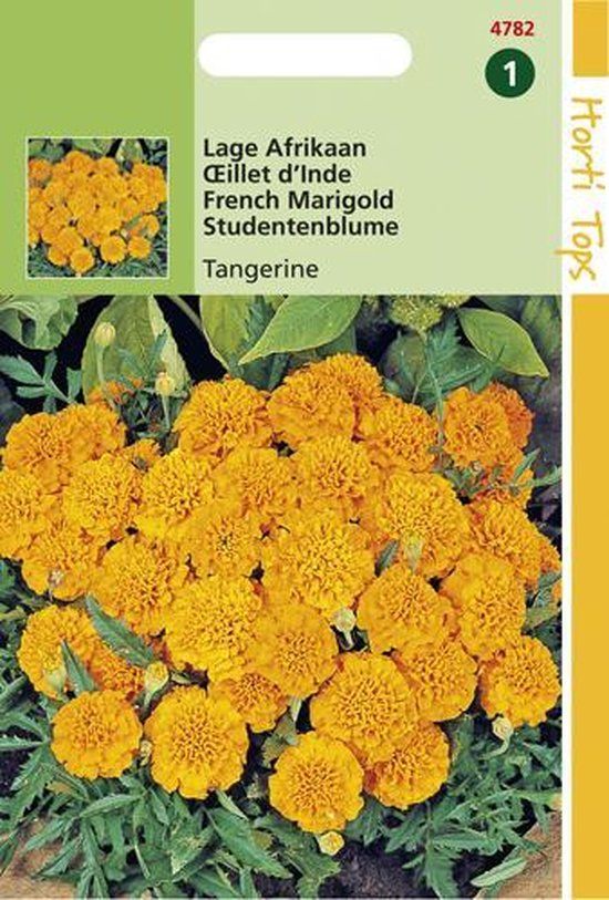 Hortitops PIETERPIK RETAIL B.V. Lage Afrikaan Bloemzaad - Tangerine