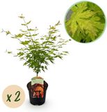 Plantenboetiek.nl Japanse Esdoorn - Acer palmatum Orange Dream - Oranje - 2 Planten - Bladverliezend - Ø25cm - 60-70cm hoog - Tuinplant