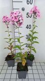 GRDplanten Groendecor Tuinarchitectuur 6x Vlambloem - Phlox (p) 'Herbstwalzer' | 9x9 cm pot