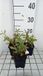 GRDplanten Groendecor Tuinarchitectuur 6x Gaura - Gaura lindh. 'Madonna'® ( oenothera lindh.) | 9x9 cm pot
