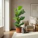 Green boutiQ Ficus Lyrata Kamerplant - Groen - Weinig onderhoud - 75-85cm