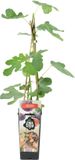 Bloomique Ficus Carica Brown Turkey Vijgenboom Fruitboom Winterhard 50-70 cm Pot 15 cm