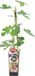 Bloomique Ficus Carica Brown Turkey Vijgenboom Fruitboom Winterhard 50-70 cm Pot 15 cm