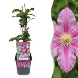 Green boutiQ Clematis Piilu Bosrank Wit Roze Klimplant Ø9cm 35cm