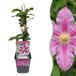 Green boutiQ Clematis Piilu Bosrank Wit Roze Klimplant Ø9cm 35cm