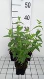 GRDplanten Groendecor Tuinarchitectuur 6x Pycnanthemum - Pycnanthemum muticum | 9x9 cm pot