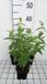 GRDplanten Groendecor Tuinarchitectuur 6x Pycnanthemum - Pycnanthemum muticum | 9x9 cm pot