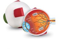 Learning Resources Soft Foam Doorsnede Oogmodel - Biologie STEM Speelgoed - Vanaf 7 jaar