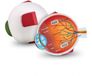 Learning Resources Soft Foam Doorsnede Oogmodel - Biologie STEM Speelgoed - Vanaf 7 jaar