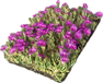 Covergreen Delosperma cooperi IJsbloem per 1m2 cm Covergreen