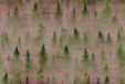 A.S. Création Papier peint Coniferous3 DD117990