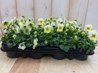 Warentuin natuurlijk Bosviolen Violen Geel 12 stuks Viola Warentuin Natuurlijk