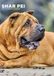 CalendarsRUs Shar Pei A3 Kalender 2027