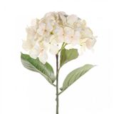 Driesprong Collection Single hydrangea 68 cm cream