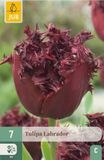 Jub Tulipa labrador 7st JUB
