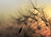 A.S. Création Designwalls Papier peint FlyingDandelion2 DD118592