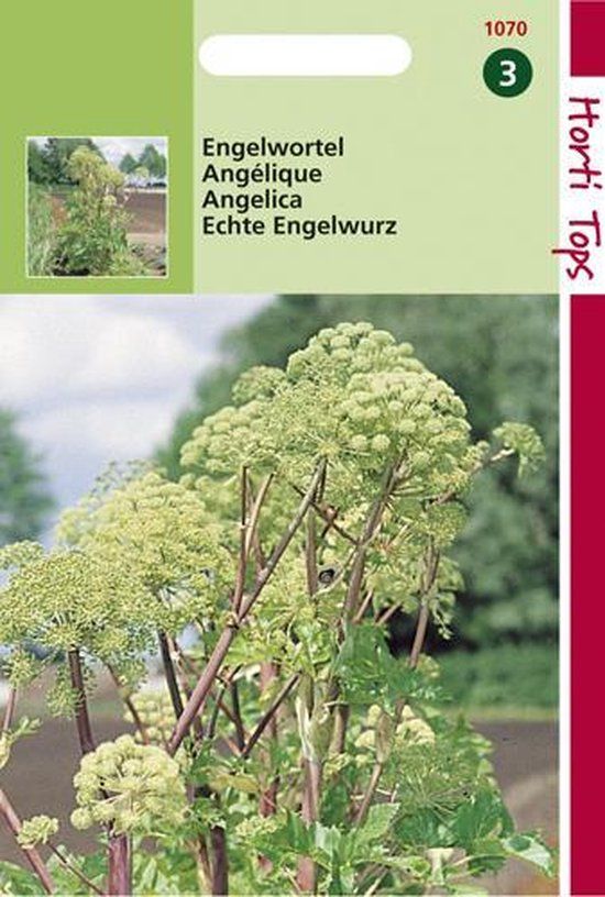 Hortitops Zaden - Engelwortel (Angelica Arch.)