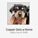 Copper Libri GmbH Copper Gets a Home Paperback