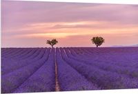 Merkloos / Sans marque PVC Schuimplaat - Duo Bomen in Paars Lavendelveld - 150x100 cm