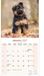Avonside Duitse Herder Puppies Kalender 2027