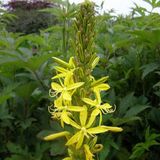 Arborix Asphodeline 6 x Asphodeline Lutea - Jonkerlelie pot 9x9cm