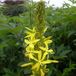 Arborix Asphodeline 6 x Asphodeline Lutea - Jonkerlelie pot 9x9cm