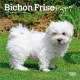 Bichon Browntrout Bichon Frise Puppies 2027 7 X 14 Inch (Hanging) Monthly Mini Wall Calendar