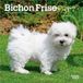 Bichon Browntrout Bichon Frise Puppies 2027 7 X 14 Inch (Hanging) Monthly Mini Wall Calendar