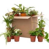 Bloomique - Mix van 12 - Tweede Kans Box - Duurzame Verassings Box - Kamerplanten - Hoogte 20-40 cm - Pot 12 cm