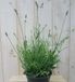 Warentuin Natuurlijk Lavendel Gewone Lavandula