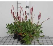 GRDplanten Groendecor Tuinarchitectuur 6x Duizenknoop - Persicaria aff. 'Darjeeling Red' | 9x9 cm pot