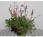 GRDplanten Groendecor Tuinarchitectuur 6x Duizenknoop - Persicaria aff. 'Darjeeling Red' | 9x9 cm pot