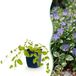 Green boutiQ Vasteplant Vinca major Variegata Maagdenpalm Bodembedekkend Blauw 24 Planten Pot 11cm Hoogte 15-25cm