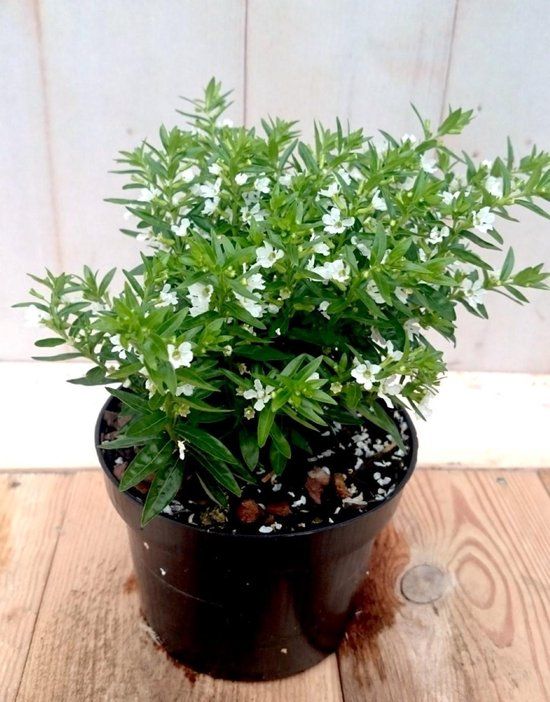 Warentuin natuurlijk Bol 3 stuks! Luciferplant wit