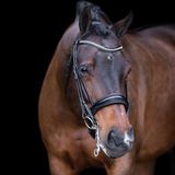 Imperial Riding Athena Gecombineerd hoofdstel met neusriem, anatomisch, Cob, zwart