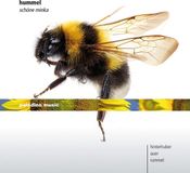Music&Words Paladino Medien Christopher Hinterhuber & Auer & Rumme - Schöne Minka (CD)