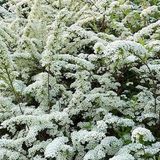 Arborix Spiraea Spierstruik - Spiraea vanhouttei - 40-60 cm in pot